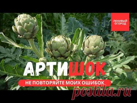 Выращиваем артишоки