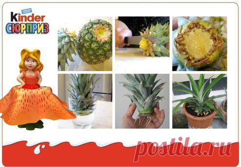 А вы знали, что дома можно вырастить настоящие ананасы, особенно, если Вам помогают феи из Киндер Сюрприз?! Для этого вам понадобится макушка этого сладкого фрукта. Посадите ее в банку с водой. Когда она даст корешки - пересаживайте в горшок и не забывайте поливать. А дальше дело за феями! :-)