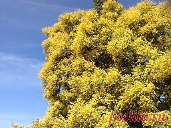 В олимпийском Сочи зацвела мимоза!  Вчера у моря было + 17  там.