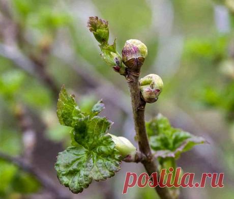 Как избавиться от почкового клеща на смородине?