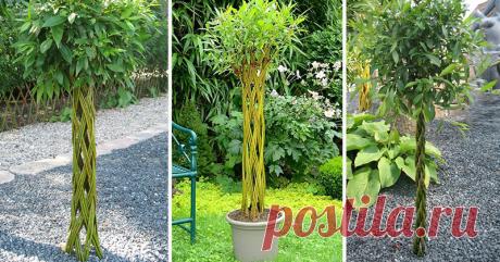 Плетение из лозы