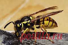 Как избавиться от ос?.