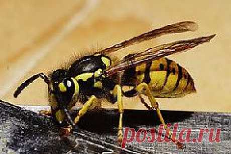 Как избавиться от ос?.