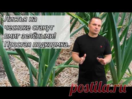 Листья на чесноке быстро станут зелёными- реально работающая подкормка!