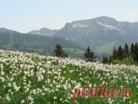 Долина нарциссов.Достопримечательности Украины.