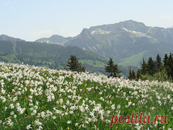 Долина нарциссов.Достопримечательности Украины.