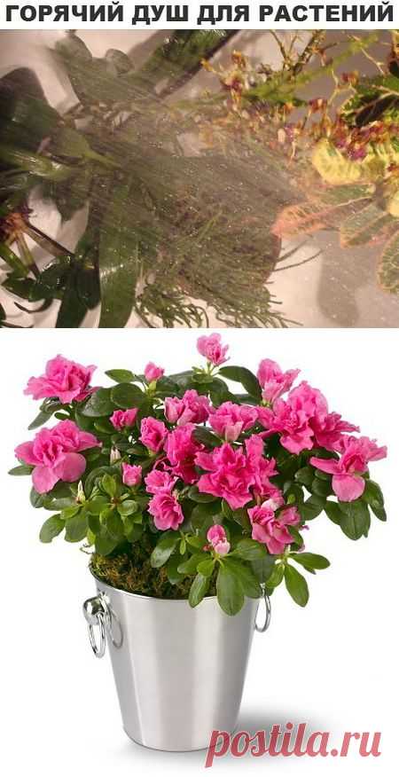 Горячий душ(ошпаривание) для пользы растений
