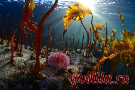 Вот фото из Баренцева моря. «Арктика, – пишет Егор Никофоров, – сурова не только на суше, но и под водой. Сурова и по-своему прекрасна. В кадре – морской еж в зарослях водорослей. Мотовский залив, март 2019 года. Район перемычки материка и полуострова Средний. Вода +1 градус». А вот ссылка на страницу автора – nat-geo.ru/photo/342564.