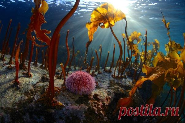 Вот фото из Баренцева моря. «Арктика, – пишет Егор Никофоров, – сурова не только на суше, но и под водой. Сурова и по-своему прекрасна. В кадре – морской еж в зарослях водорослей. Мотовский залив, март 2019 года. Район перемычки материка и полуострова Средний. Вода +1 градус». А вот ссылка на страницу автора – nat-geo.ru/photo/342564.