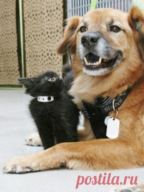 Такая вот четырехлапая нянька появилась в одном американском приюте. | Все о наших питомцах