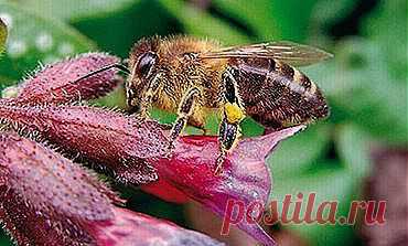 Насекомые в саду | Наша дача