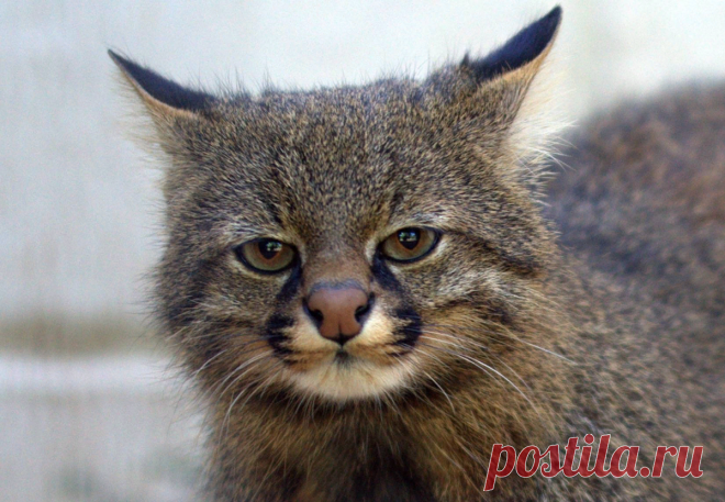 🐱Колоколо - пампасская кошка: что за зверь такой, откуда родом, внешность и характер | Нос, хвост, лапы | Дзен
