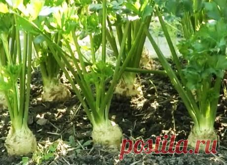 Выращивание сельдерея корневого, черешкового, листового