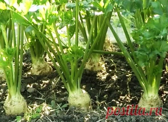 Выращивание сельдерея корневого, черешкового, листового