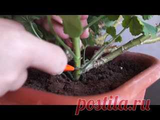 Обрезка пеларгонии осенью