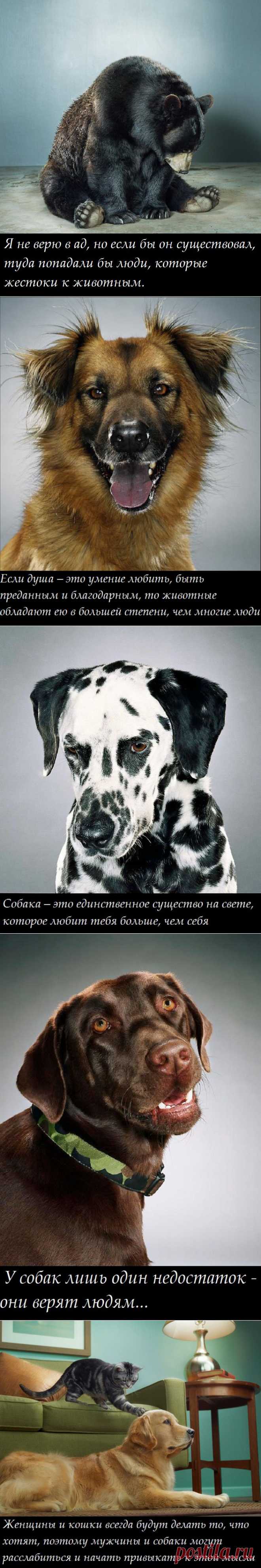 Цитаты о животных