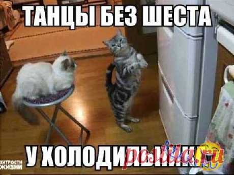 Танцуй, пока молодой | KotoMail.ru