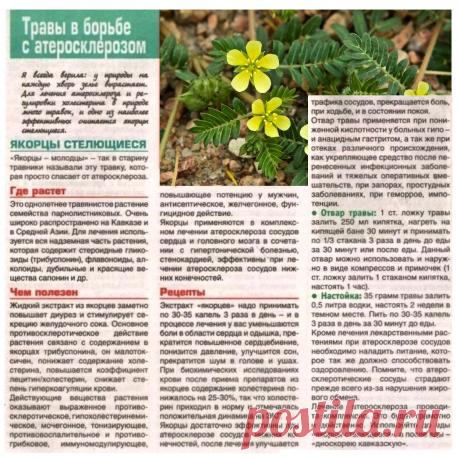 Якорцы стелющиеся