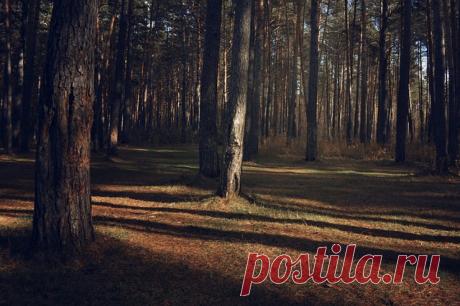 Спасатели Тувы не смогли за 10 дней найти пропавшую в тайге пожилую женщину. В поисках принимали участие неравнодушные граждане, полиция и работники лесного хозяйства.