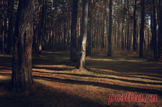 Спасатели Тувы не смогли за 10 дней найти пропавшую в тайге пожилую женщину. В поисках принимали участие неравнодушные граждане, полиция и работники лесного хозяйства.