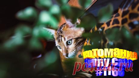 Любите смотреть приколы про кошек? Тогда мы уверены, Вам понравится наше видео 😍. Также на котомании Вас ждут: видео кот,видео кота,видео коте,видео котов,видео кошек,видео кошка,видео кошки,видео о котах, видео про смешные, видео смешные котиков, кот смешное видео, котики смешное, кошка видео приколы, кошку, приколы о кошках видео, прикольные кошки, про кошку видео, смешно про кошек, смешное про кошек, смешные кошки видео