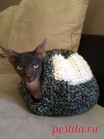 The cutest sphynx snail ever !!!!!