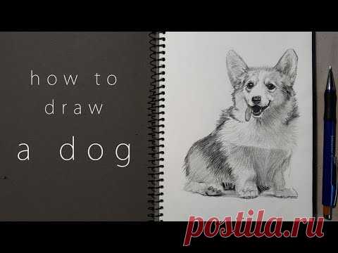 как нарисовать собаку how to draw a dog