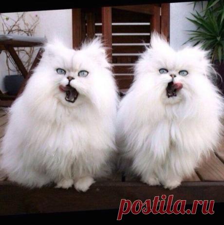 Синхронные коты | Удивительный мир