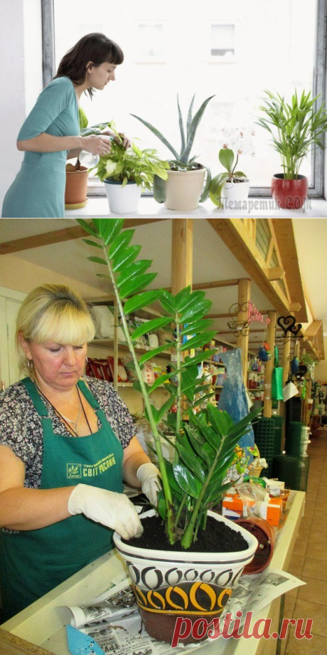 Пересадка комнатных растений: легко и просто