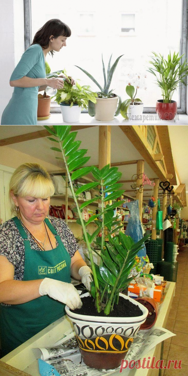 Пересадка комнатных растений: легко и просто