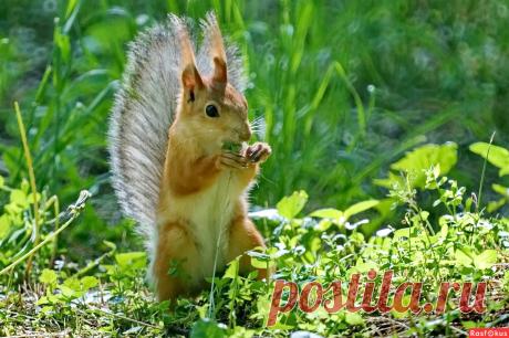 Фото: В парке.... ...фотолюбитель... Николай Саржанов. Фото животных. Фотосайт Расфокус.ру