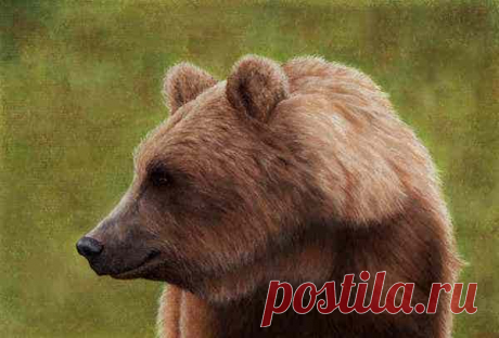 Бурый медведь