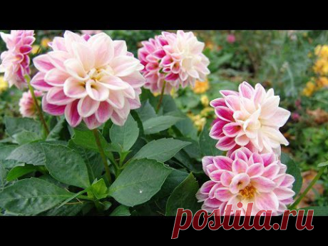 Когда и чем подкармливать цветочные культуры