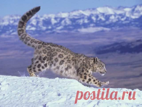 15 самых редких в мире животных