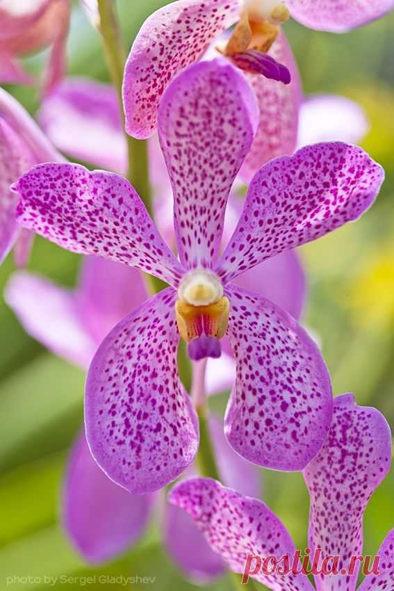 orchid | Orchids stand alone