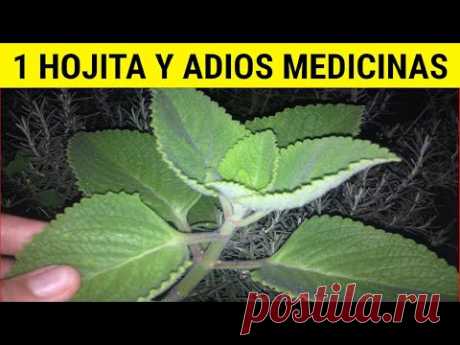 La HIERBA más POTENTE que existe🌳 Muchos no la CONOCEN y otros la tienen en el PATIO y no lo SABEN