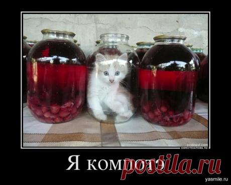 Анекдоты в пятницу (котоматрица)