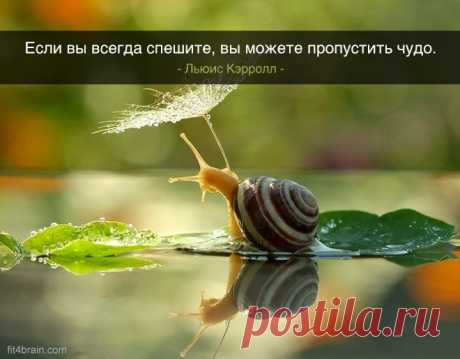 Одной фразой – Фитнес для мозга