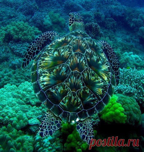 Ликбез