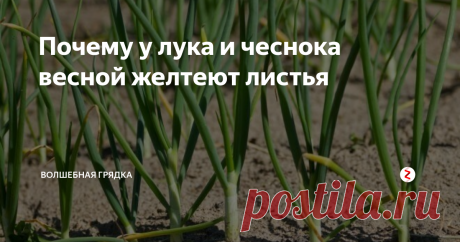 Почему у лука и чеснока весной желтеют листья Чеснок и лук в начале сезона должны наращивать зеленую массу. Но некоторые огородники могут замечать, что листья у этих культур желтеют. Конечно, первое, что приходит на ум, что причина в нехватке полива. Второе - недостаток азота.
картинка с сайта pinterest.ru
Но может быть так, что и земля влажная, и азотная подкормка внесена, а лук и чеснок продолжают желтеть. А все дело в недостатке серы. Лук