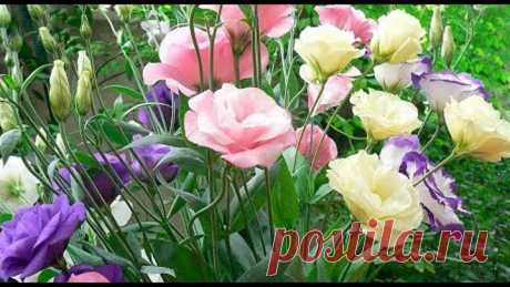 🌸🌸Э У С Т О М А🌸! СЕЮ ТОЛЬКО ТАК!!! ПРОВЕРЕНО.. МОЯ ПОМОЩНИЦА..