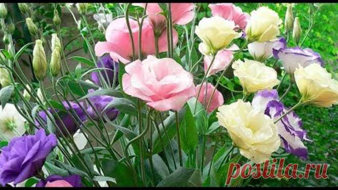 🌸🌸Э У С Т О М А🌸! СЕЮ ТОЛЬКО ТАК!!! ПРОВЕРЕНО.. МОЯ ПОМОЩНИЦА..