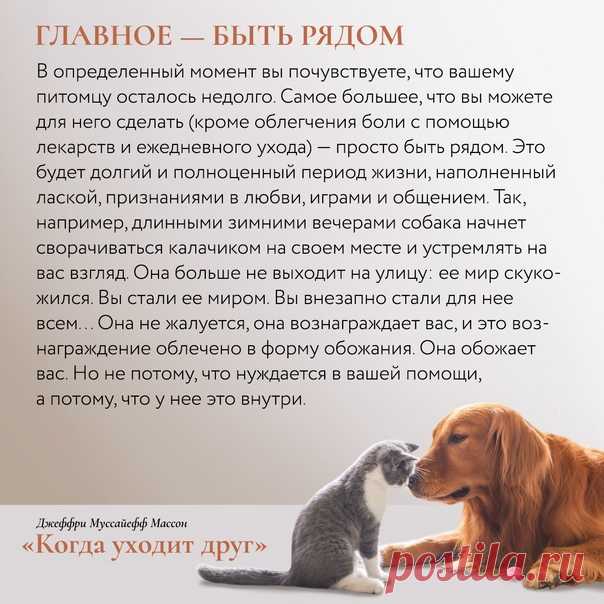 У миллионов людей есть домашние питомцы, но общество до сих пор не вывело какой-либо формулы, позволяющей нам проявлять свои чувства, проживать и облегчать боль, которую мы испытываем, потеряв любимца. С помощью книги «Когда уходит друг» (mif.to/dgrug) Джеффри Муссайефф Массон пытается заполнить этот пробел. Делимся исцеляющими мыслями от автора.