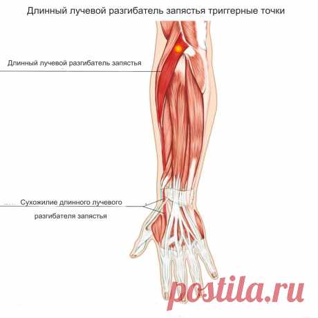 Длинный лучевой разгибатель запястья. Самомассаж