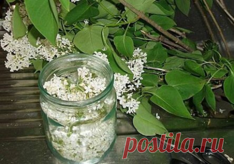 Настойка цветов сирени на водке + применение и лечение суставов