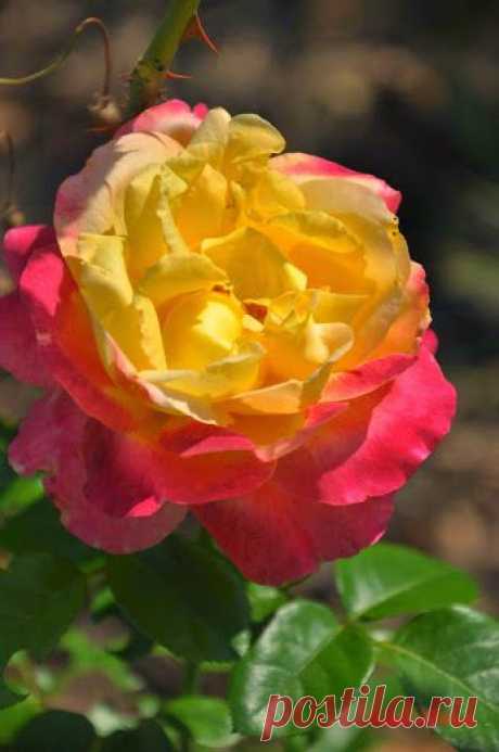 Google+ – #flowers