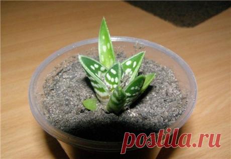 Как ухаживать за комнатными, лечебными сортами и видами алоэ (столетника)