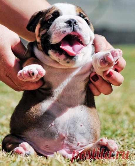 WorldofBulldog — WorldofBulldog