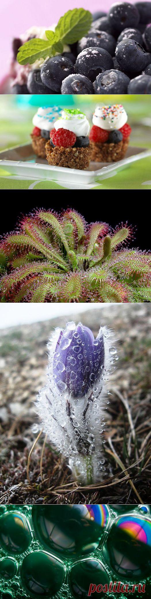 Красота в макрофотографиях.