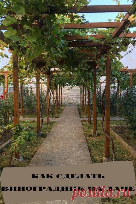 как сделать виноградник на даче